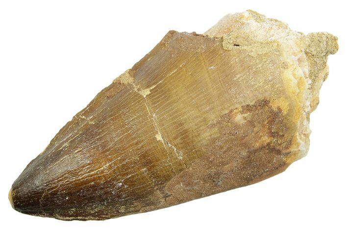 Large, Fossil Mosasaur (Thalassotitan) Tooth - Morocco #364053